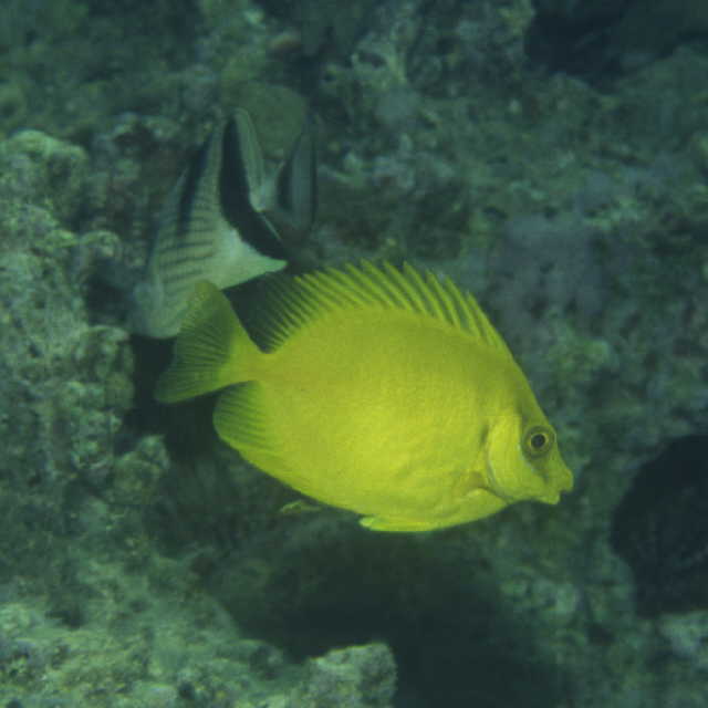 Siganus corallinus